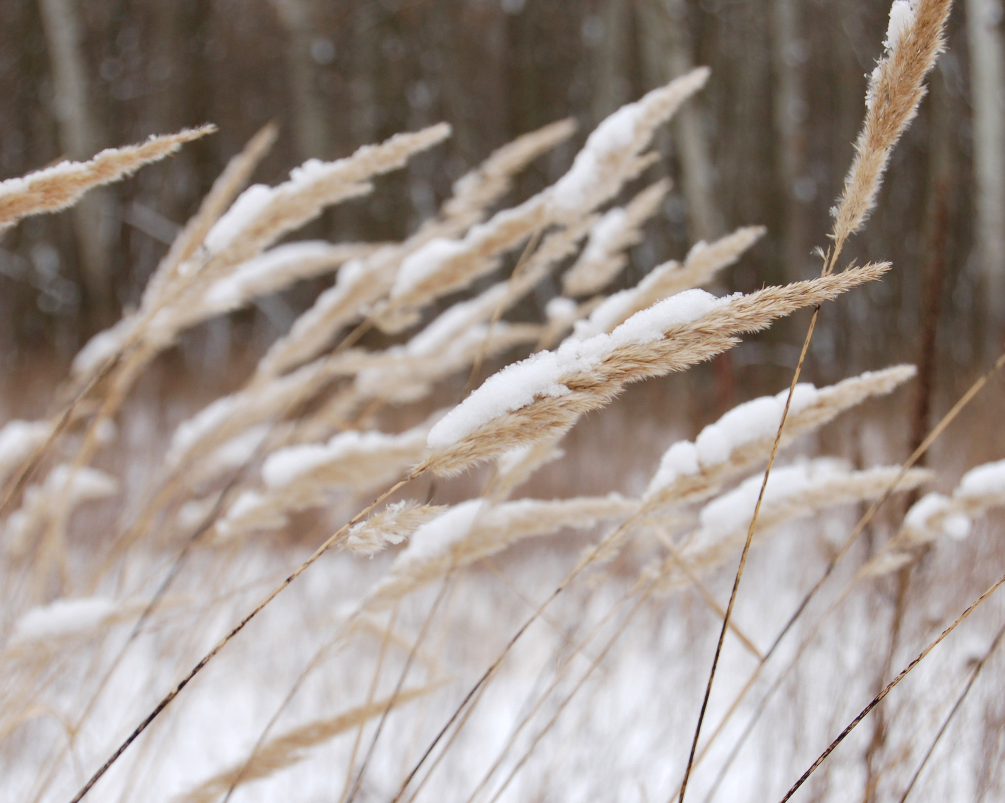 Пшеница в снегу