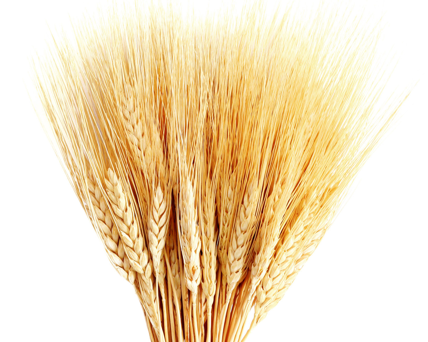 Пшеница картинка для детей
