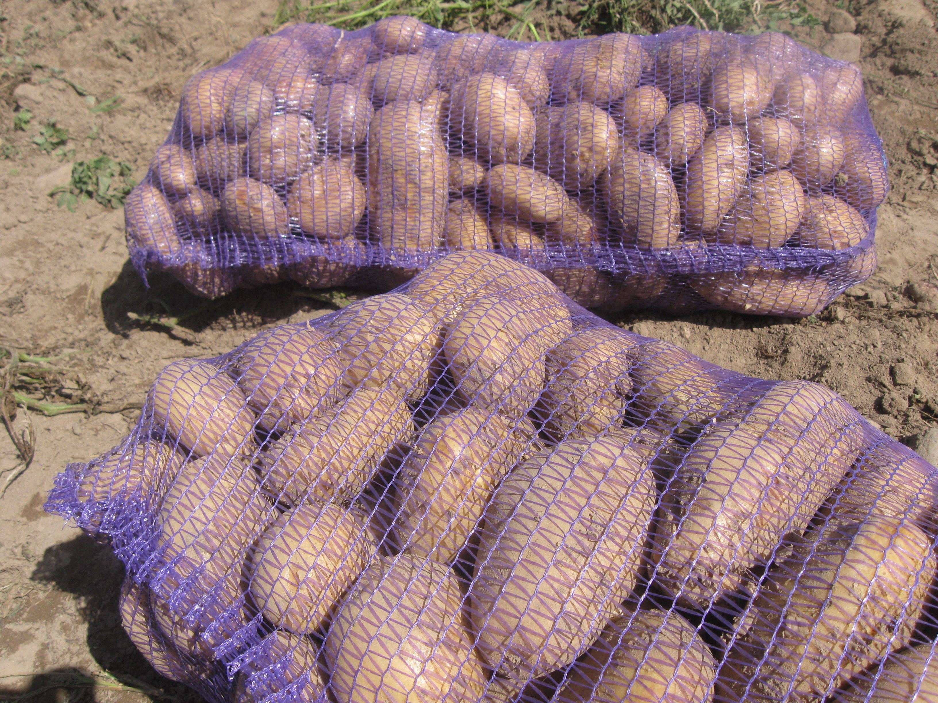Урожайность картофель скарб описание сорта