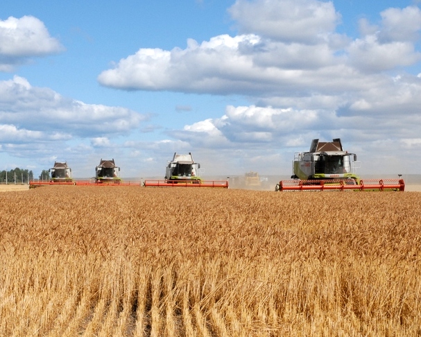 Минсельхоз: сбор зерна отстает от показателей 2016 г