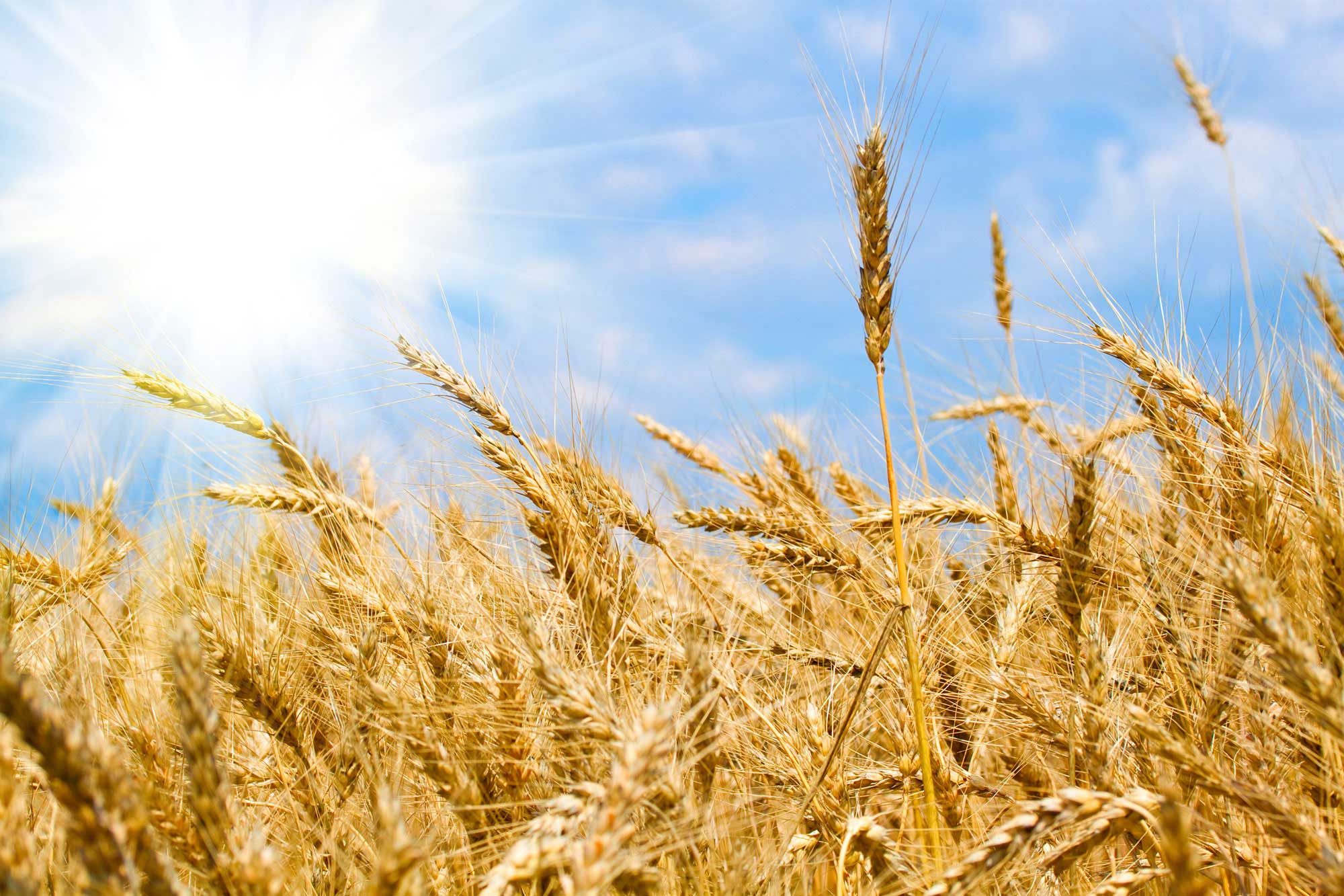 Алтайский край поля пшеницы