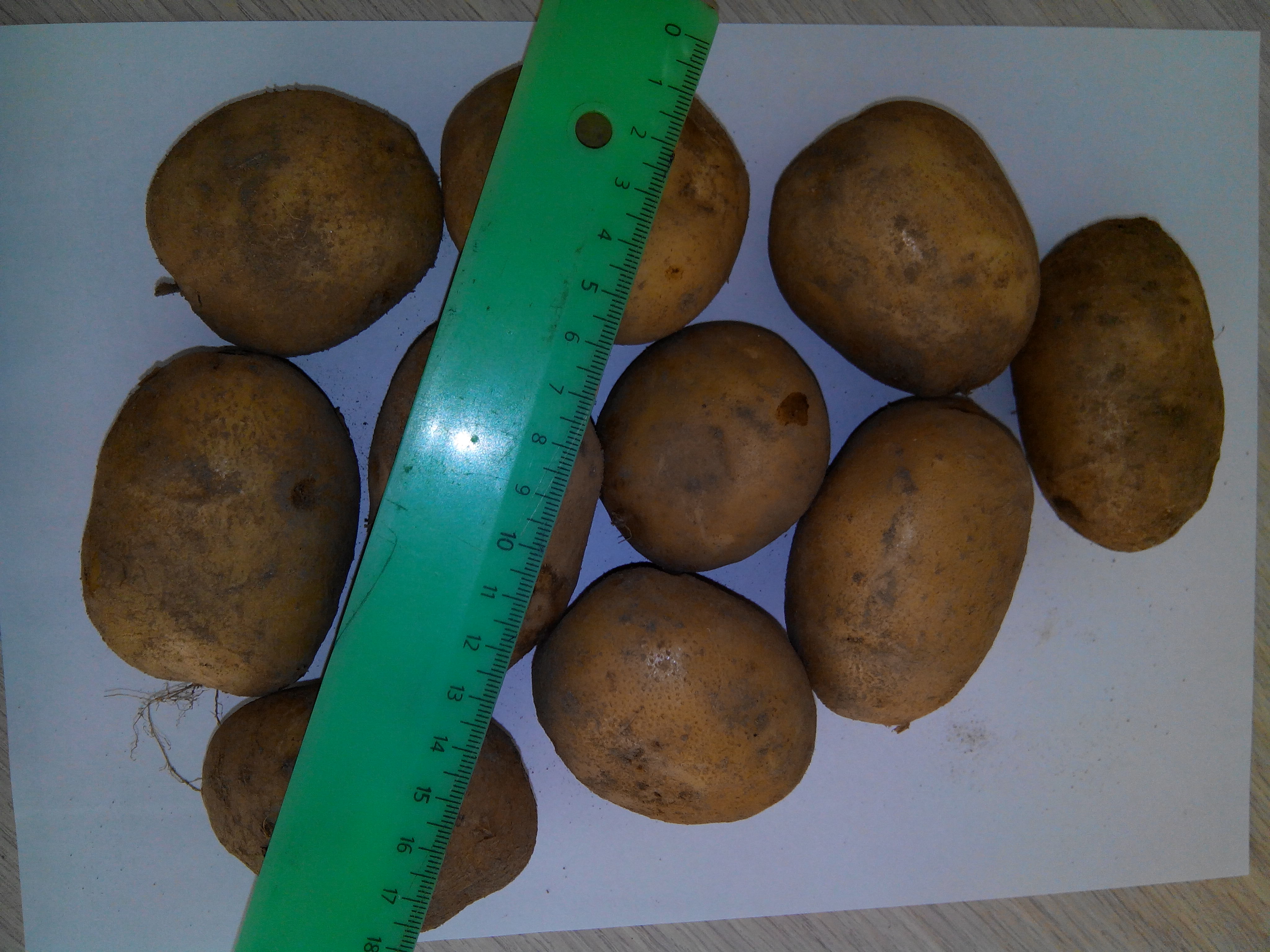 Размер картошки на семена
